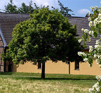 Baum am Palmersdorfer Hof