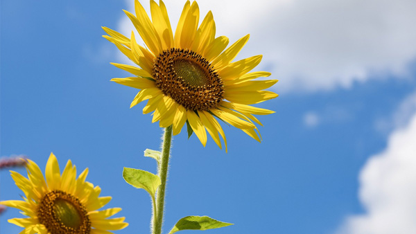 Symbolbild Sonnenblume