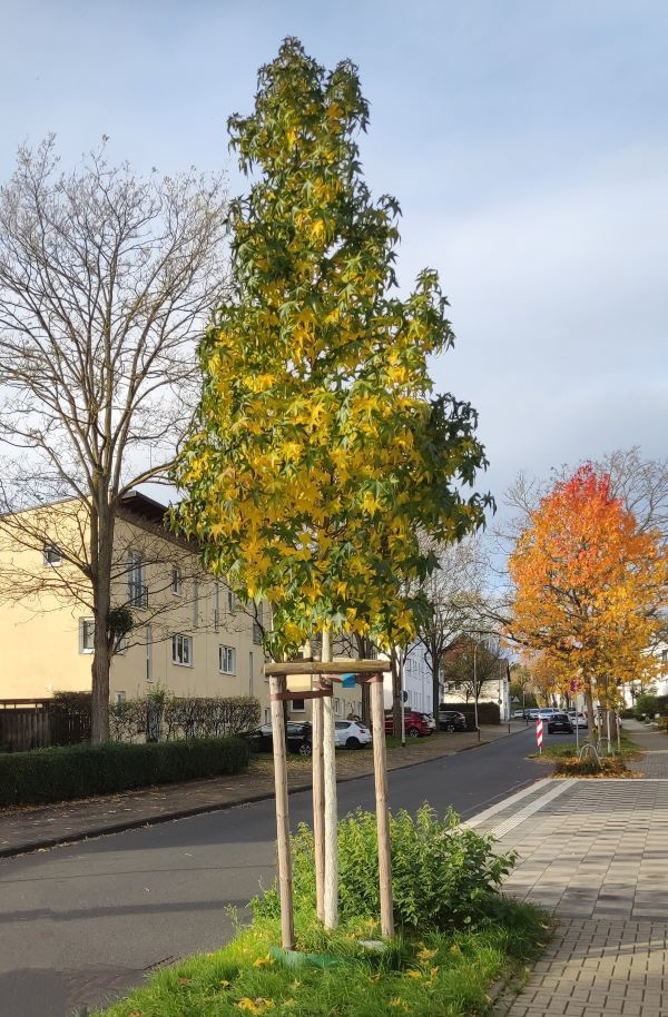 Baum in Badorf