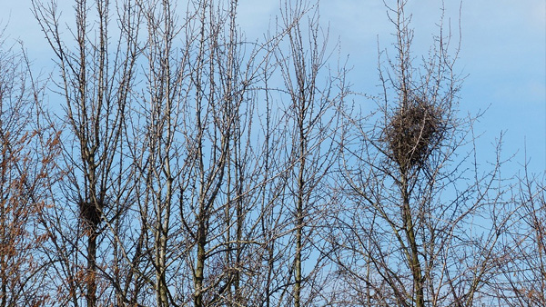 Vogelnester in Bäumen