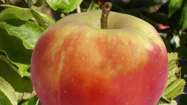 Symbolbild Apfel