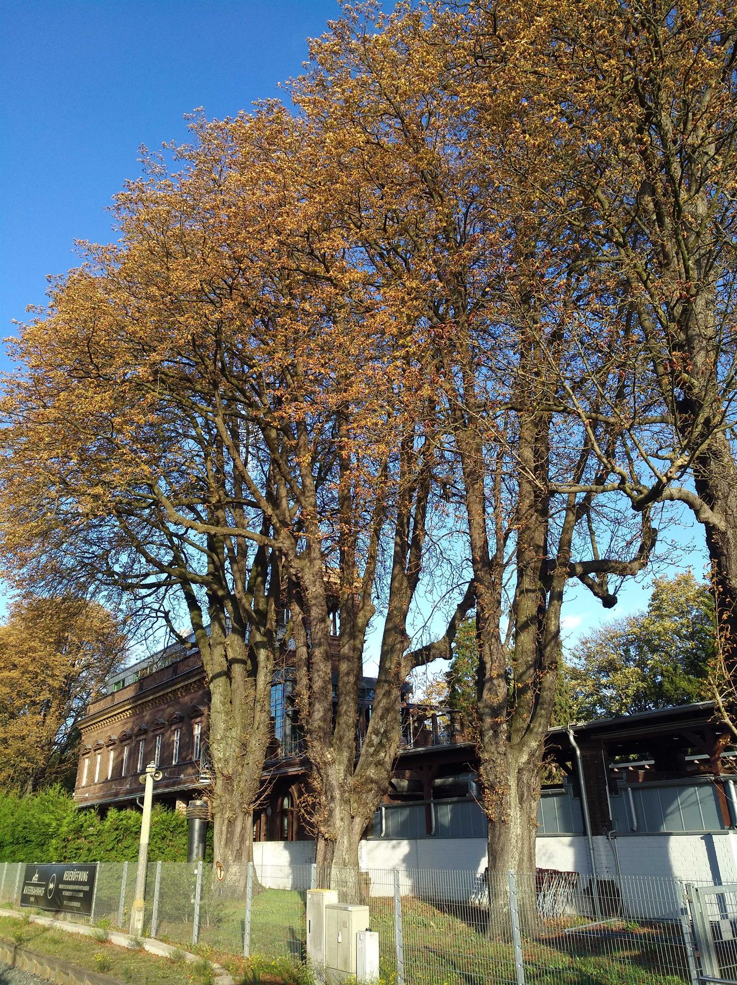 Kastanien am Kaiserbahnhof