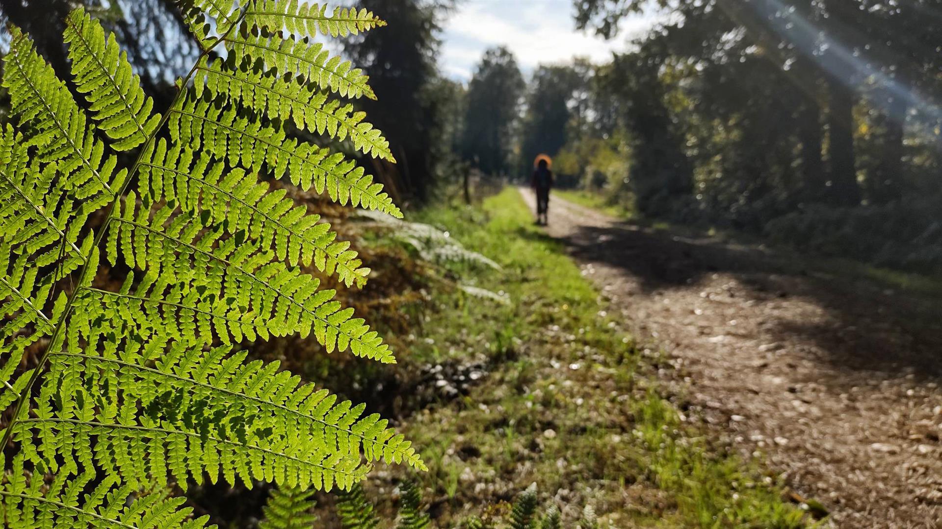 Das Bild zeigt einen Waldweg mit einem Farn im Vordergrund. 