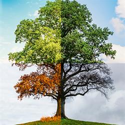 Vier Jahreszeiten-viertel//AdobeStock_218186985